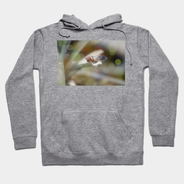 Cicada on Pineapple Tree in Summer Light Hoodie by ButterflyInTheAttic